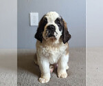 Small #8 Saint Bernard