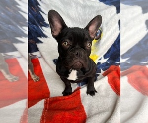 French Bulldog Puppy for sale in GREENS FORK, IN, USA