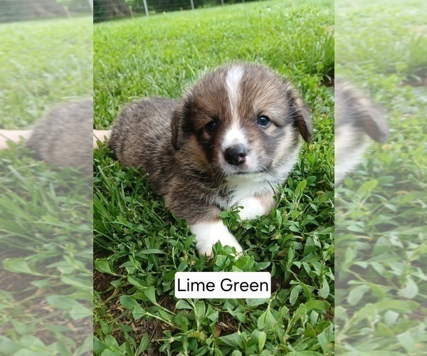 Medium Photo #2 Pembroke Welsh Corgi Puppy For Sale in REDKEY, IN, USA