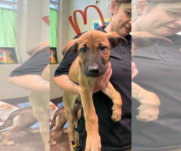 Medium Photo #1 Mutt Puppy For Sale in SHERBURNE, NY, USA