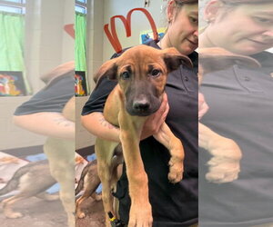 Mutt Dogs for adoption in SHERBURNE, NY, USA