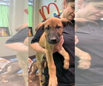Striker (NY-Emily) - Male Mutt Dog for Adoption - Small photo