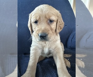 Golden Irish-Golden Retriever Mix Puppy for sale in SOUTH WATERFORD, ME, USA