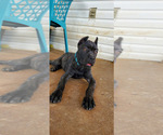 Small Photo #5 Cane Corso Puppy For Sale in MURFREESBORO, TN, USA