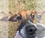 Small #6 Beagle-Mountain Cur Mix