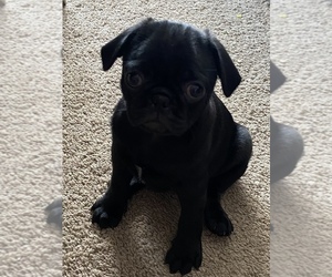 Pug Puppy for sale in CHESTERFIELD TOWNSHIP, MI, USA