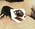 Small Photo #3 Boston Terrier Puppy For Sale in INVERNESS, FL, USA