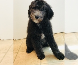 Sheepadoodle Puppy for sale in LONGMONT, CO, USA
