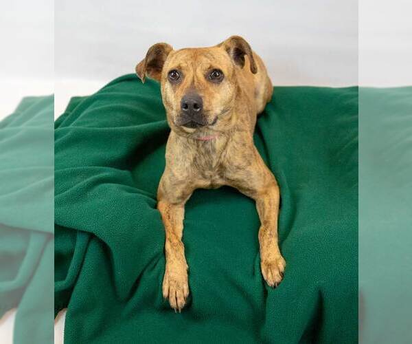 Medium Photo #3 Mutt Puppy For Sale in Kennesaw, GA, USA