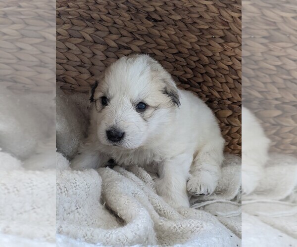 Full screen Photo #20 Great Pyrenees Puppy For Sale in FALCON, CO, USA