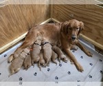 Small #4 Golden Retriever