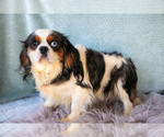 Small #1 Cavalier King Charles Spaniel