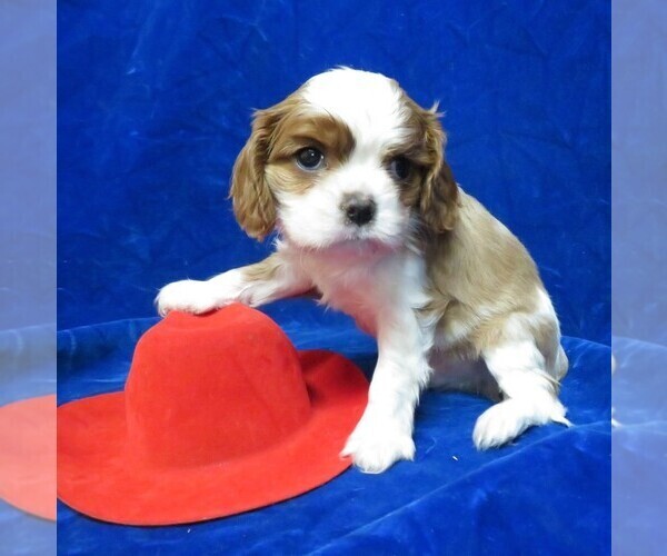 Medium Photo #3 Cavalier King Charles Spaniel Puppy For Sale in NORWOOD, MO, USA
