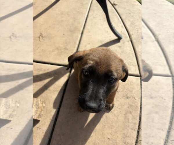 Medium Photo #2 Mutt Puppy For Sale in San Diego, CA, USA