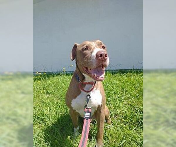 Medium Photo #4 American Staffordshire Terrier-Rottweiler Mix Puppy For Sale in Dana Point, CA, USA