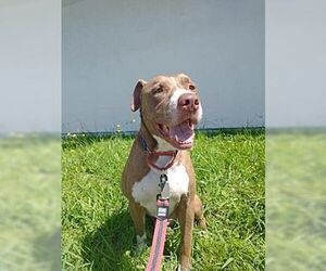 Obi - Male American Staffordshire Terrier-Rottweiler Mix Dog for Adoption - Photo #4