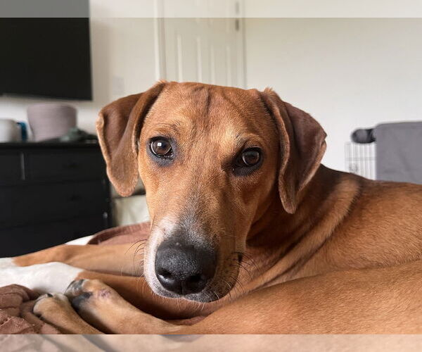 Medium Photo #2 Mutt Puppy For Sale in Springdale, PA, USA