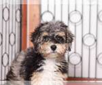 Small Photo #2 Poodle (Miniature) Puppy For Sale in NAPLES, FL, USA