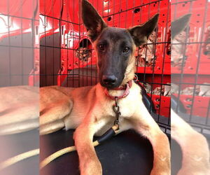 Mutt Dogs for adoption in Imlay City, MI, USA