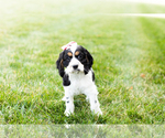 Small Photo #4 Cocker Spaniel Puppy For Sale in MILLERSBURG, IN, USA