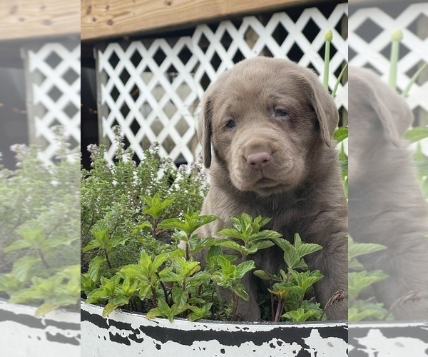 Medium Photo #14 Labrador Retriever Puppy For Sale in KNOXVILLE, GA, USA