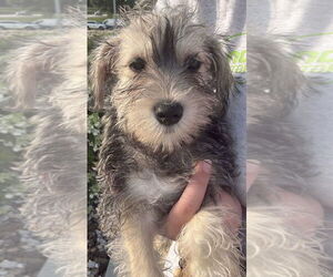Mutt Dogs for adoption in Coralville, IA, USA