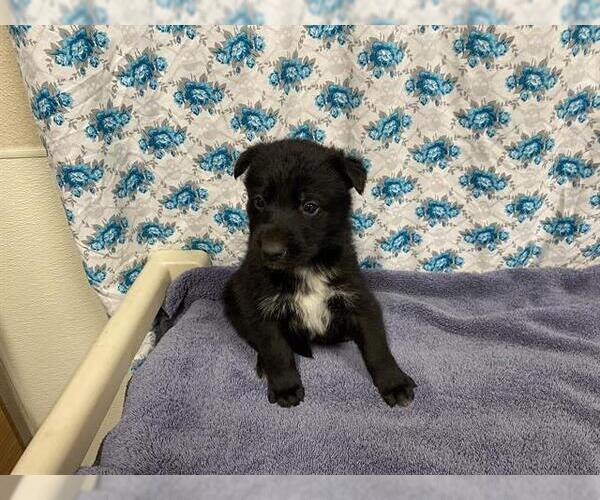 Medium Photo #1 Shollie Puppy For Sale in Modesto, CA, USA