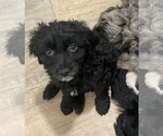 Puppy 3 Goldendoodle-Miniature Australian Shepherd Mix