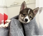 Small #14 Pomsky-Shiba Inu Mix