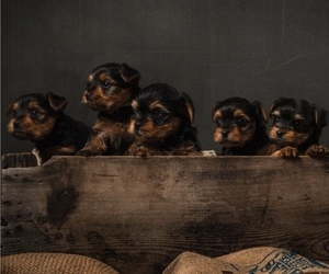 Yorkshire Terrier Litter for sale in FUQUAY VARINA, NC, USA