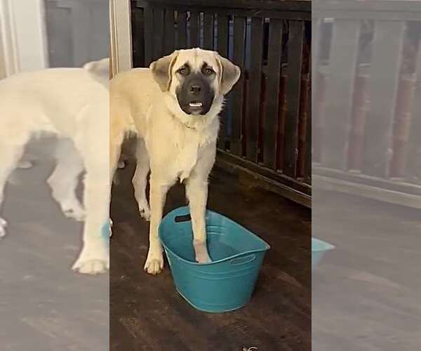Medium Photo #5 Anatolian Shepherd-Great Pyrenees Mix Puppy For Sale in Higley, AZ, USA