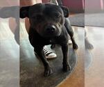 Small Staffordshire Bull Terrier Mix