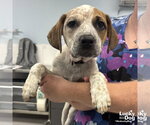 Small #3 Mutt