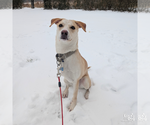 Small #8 Labrador Retriever Mix
