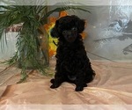 Small #10 Poodle (Toy)