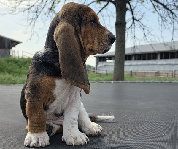 Medium Photo #19 Basset Hound Puppy For Sale in GREENLEAF, WI, USA