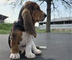 Small Photo #19 Basset Hound Puppy For Sale in GREENLEAF, WI, USA