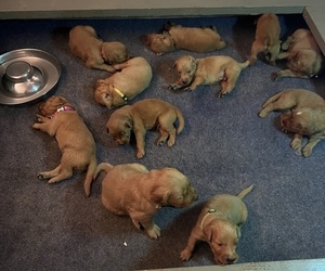 Golden Retriever Puppy for Sale in FRESNO, California USA