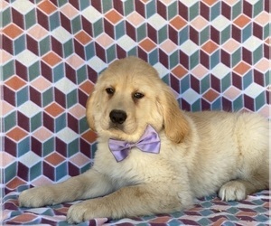 Golden Retriever Puppy for sale in LANCASTER, PA, USA