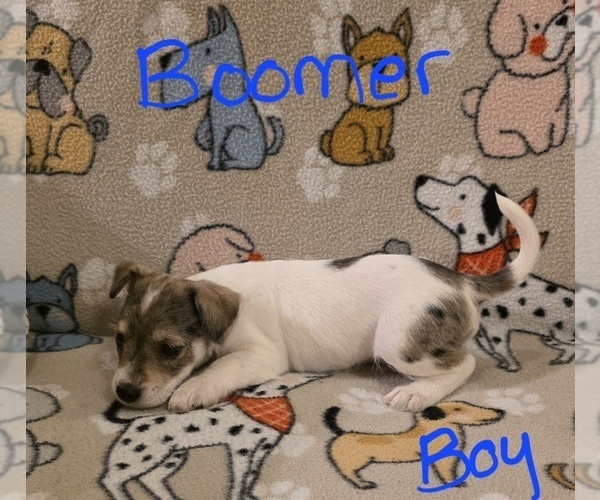 Medium Photo #11 Chizer Puppy For Sale in MONTEZUMA, GA, USA