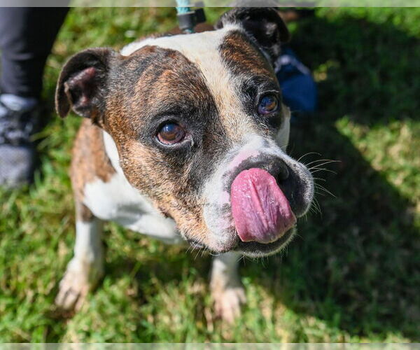 Medium Photo #7 Bullypit Puppy For Sale in Glen Allen, VA, USA