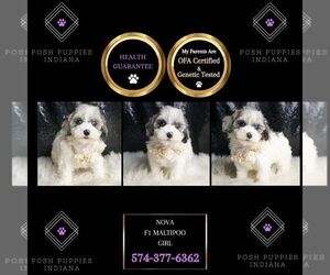Maltipoo Puppy for sale in WARSAW, IN, USA
