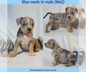 American Bully Puppy for sale in MABELVALE, AR, USA