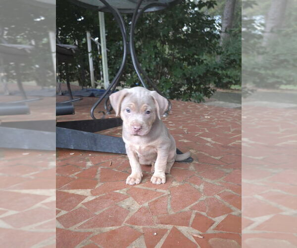 Medium Photo #3 American French Bull Terrier Puppy For Sale in Raleigh, NC, USA
