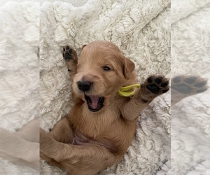 Goldendoodle (Miniature) Puppy for sale in AMES, IA, USA