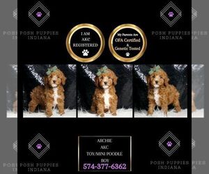 Poodle (Miniature) Puppy for sale in WARSAW, IN, USA