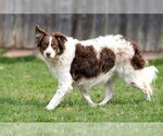 Small #12 Border-Aussie