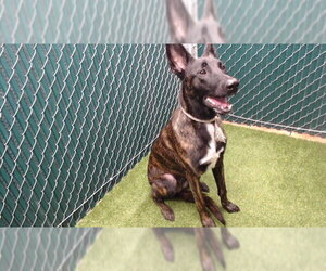 Mutt Dogs for adoption in Downey, CA, USA