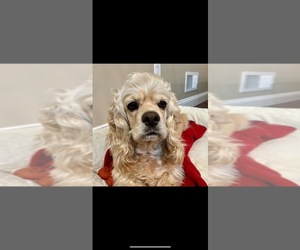 Cocker Spaniel Puppy for sale in OLIPHANT FURNACE, PA, USA