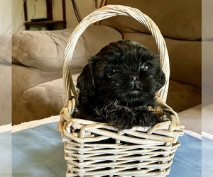 Shih Tzu Puppy for Sale in DUFF, Tennessee USA